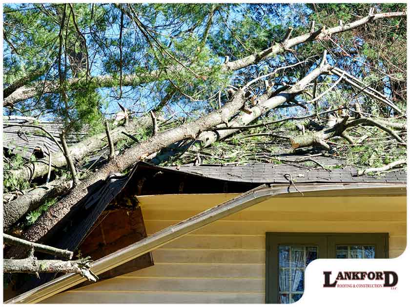 What Should You Do If A Tree Falls On Your Roof